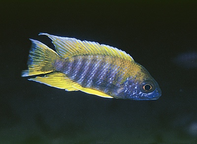 Aulonocara jacobfreibergi 'Hongi Island'